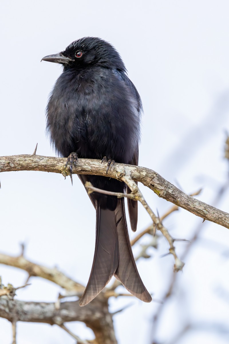 Fork-tailed Drongo - ML645084923