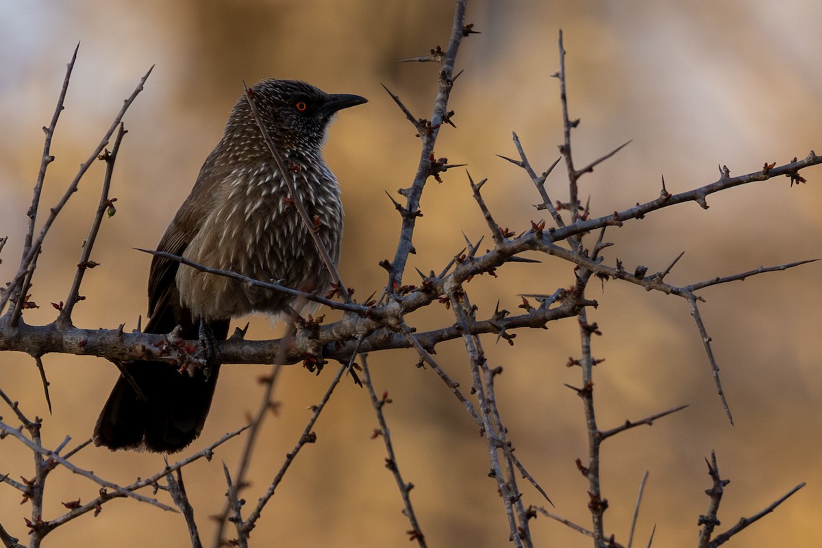 Arrow-marked Babbler - ML645084929