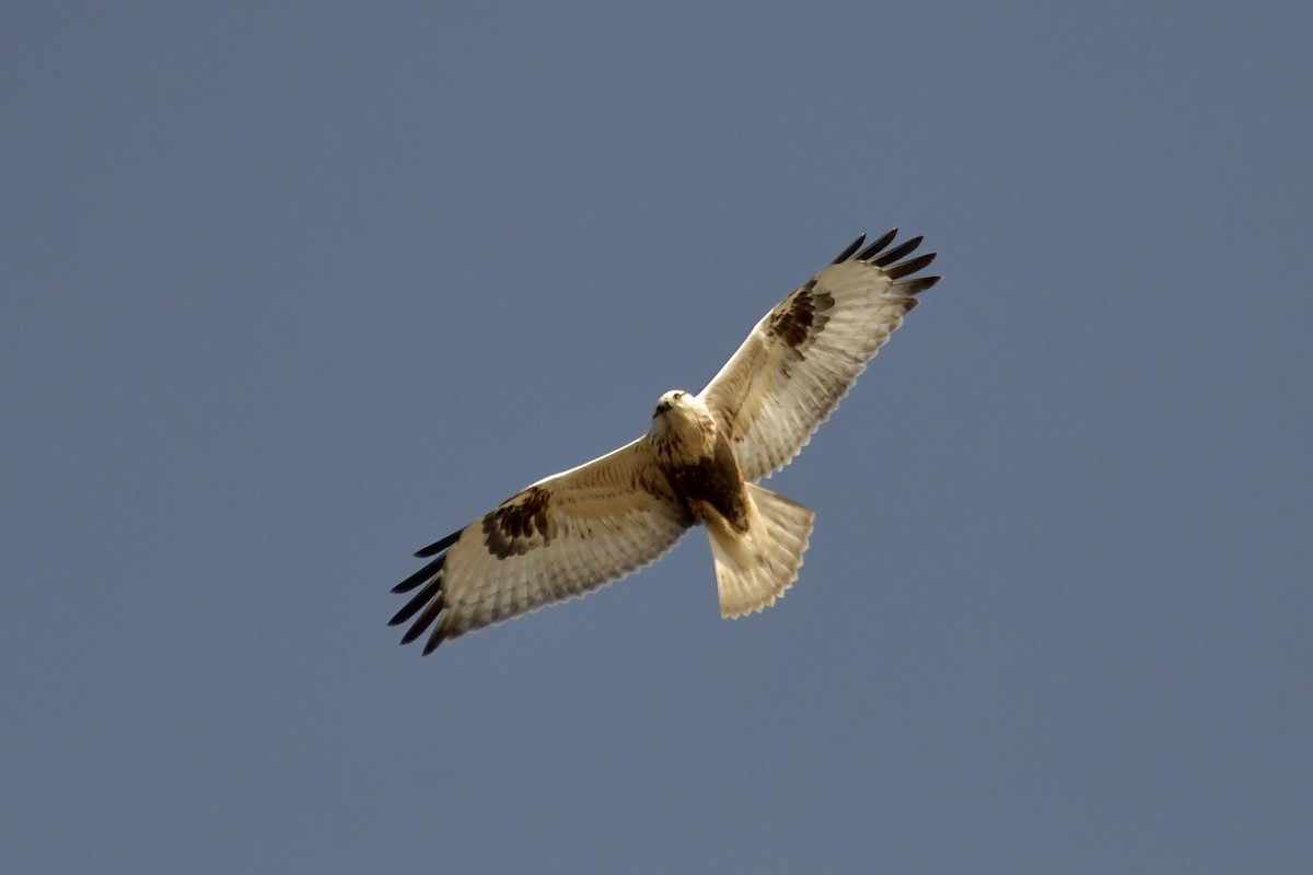 Rough-legged Hawk - ML645084945
