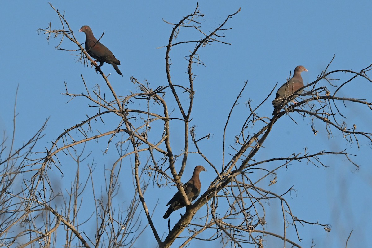 Желтоклювый голубь - ML645084946