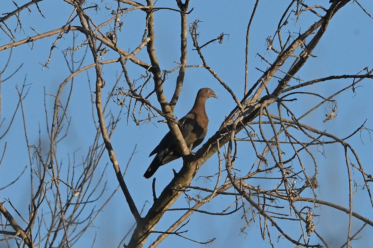 Желтоклювый голубь - ML645084947