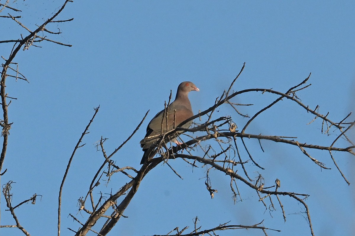 Желтоклювый голубь - ML645084948