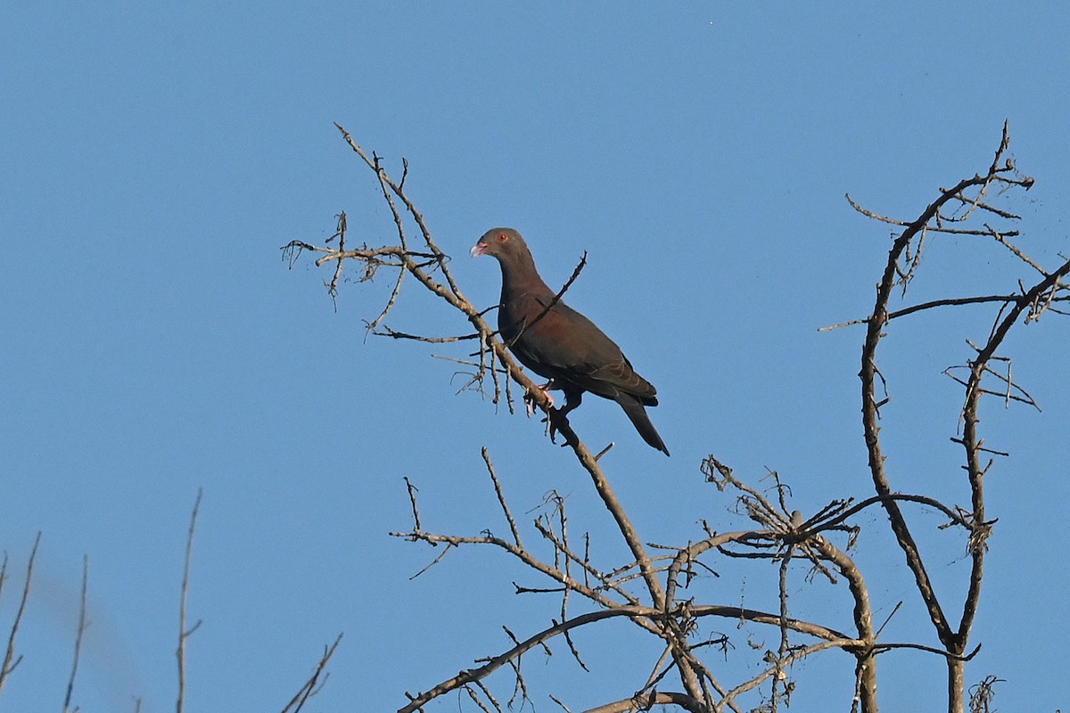 Желтоклювый голубь - ML645084949