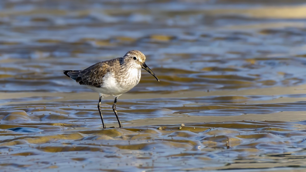 Хадуур элсэг - ML645084950