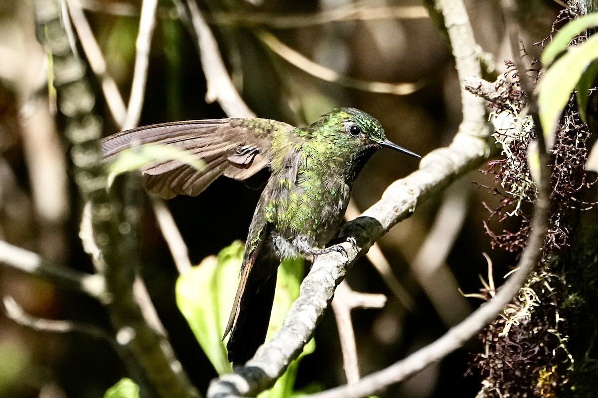 Изумрудный металлохвост (districta) - ML645084952