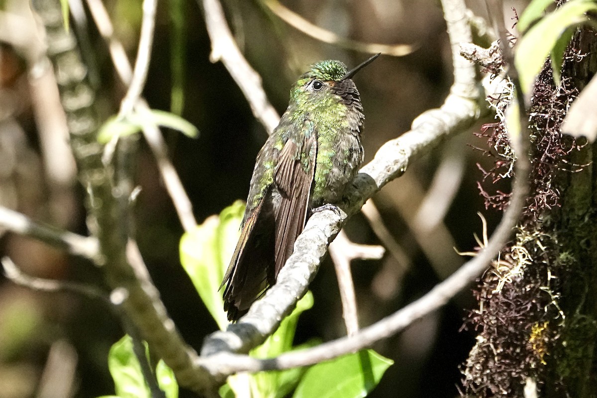 Изумрудный металлохвост (districta) - ML645084954