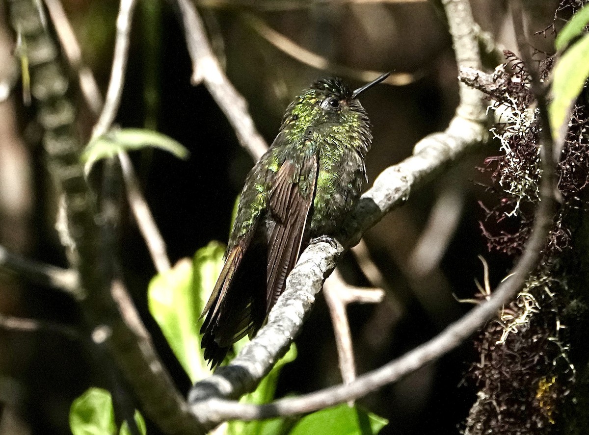 Изумрудный металлохвост (districta) - ML645084955