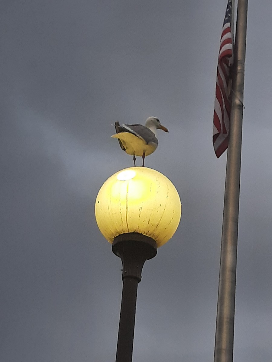 Серокрылая чайка - ML645084958