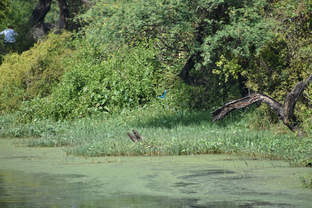 Красноносый зимородок - ML645084960