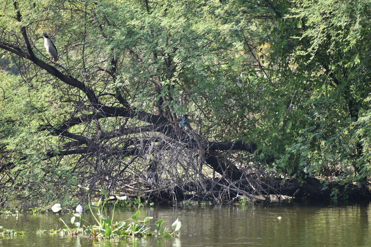 Красноносый зимородок - ML645084961