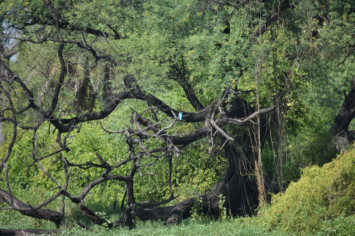 Красноносый зимородок - ML645084962