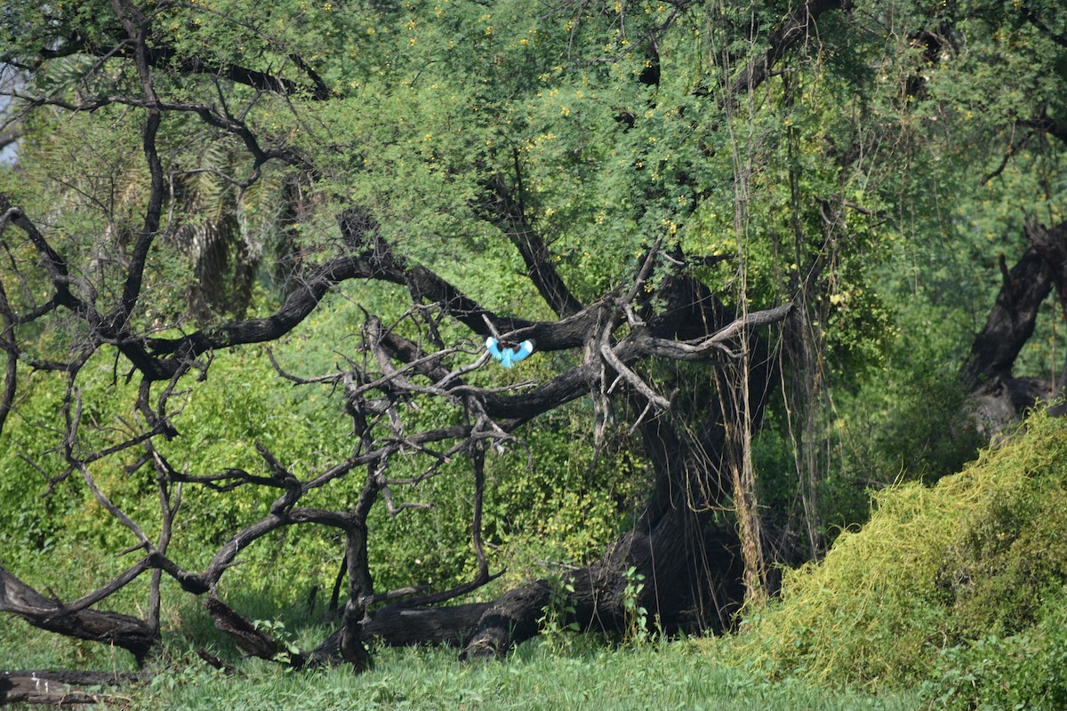 Красноносый зимородок - ML645084963