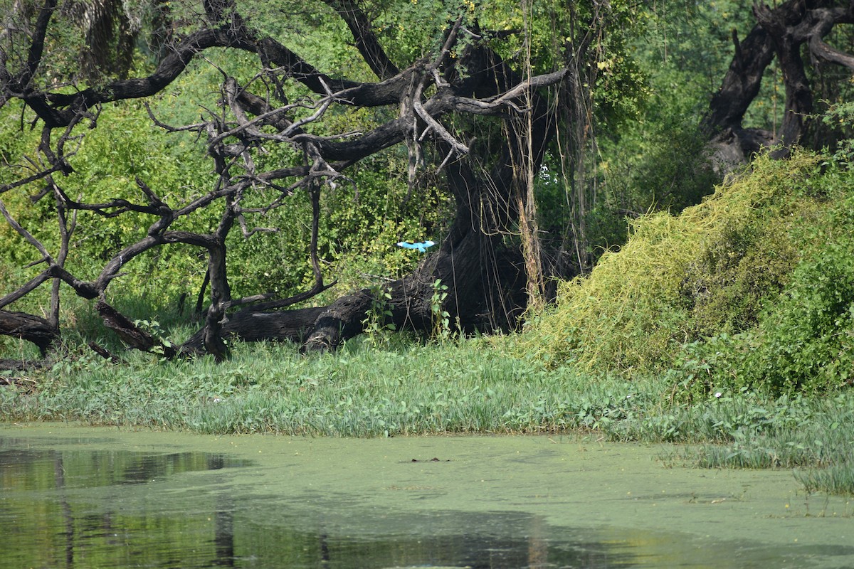 Красноносый зимородок - ML645084964