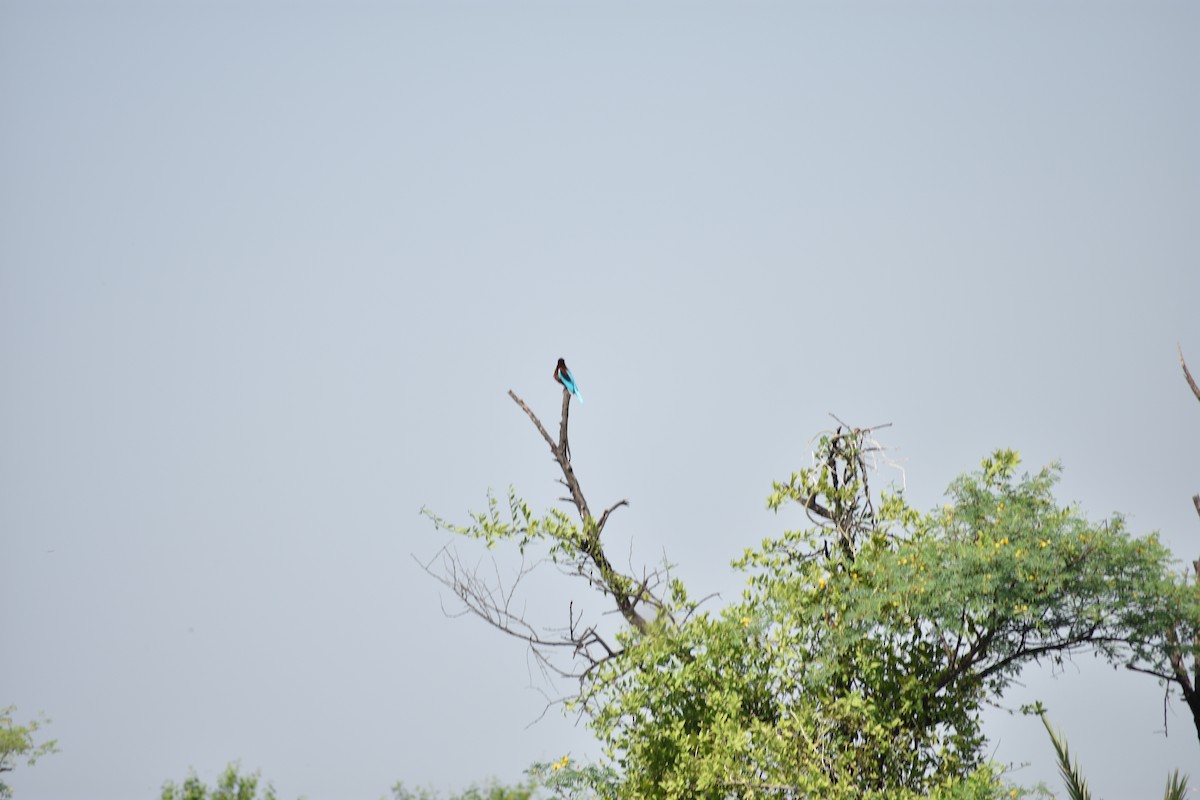 Красноносый зимородок - ML645084965