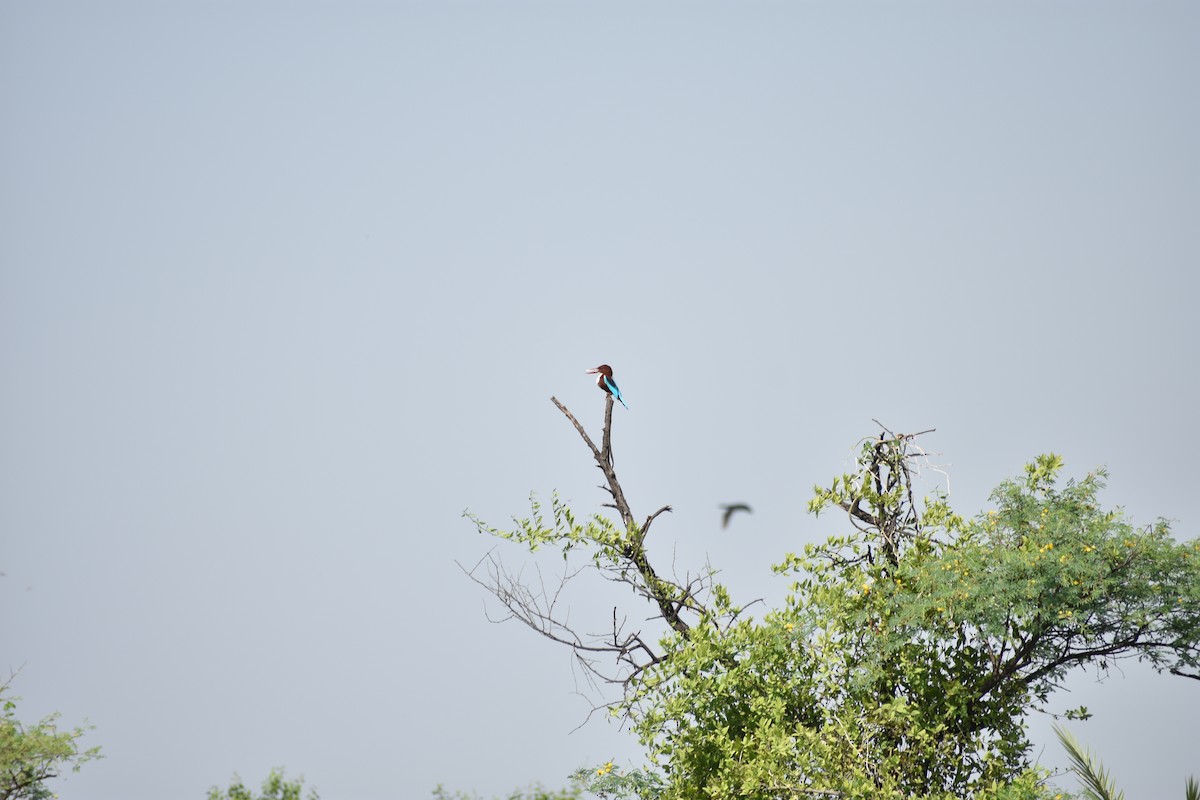 Красноносый зимородок - ML645084966