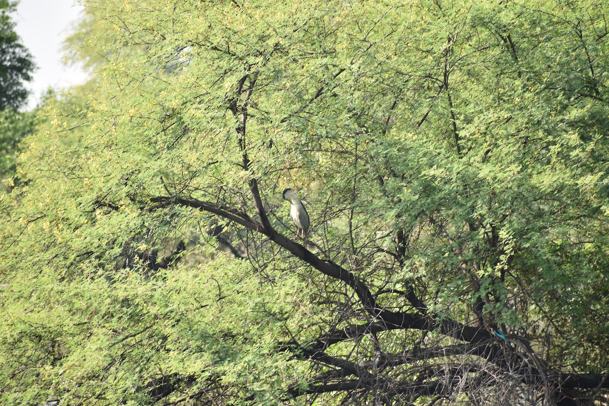 Красноносый зимородок - ML645084967