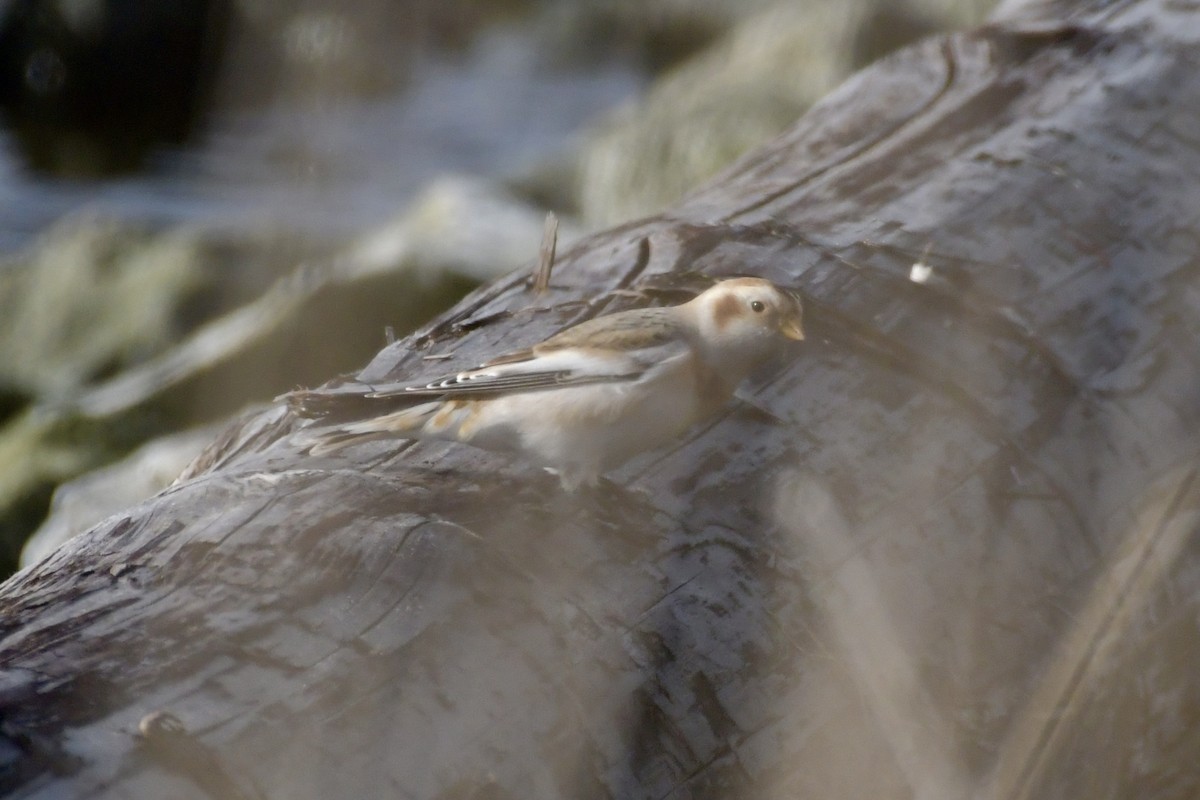 Snow Bunting - ML645084971