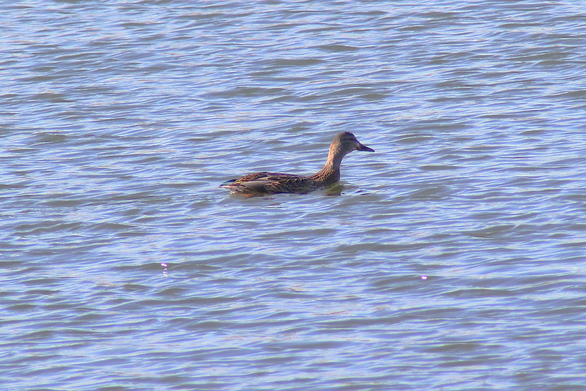 Кряква - ML645084973