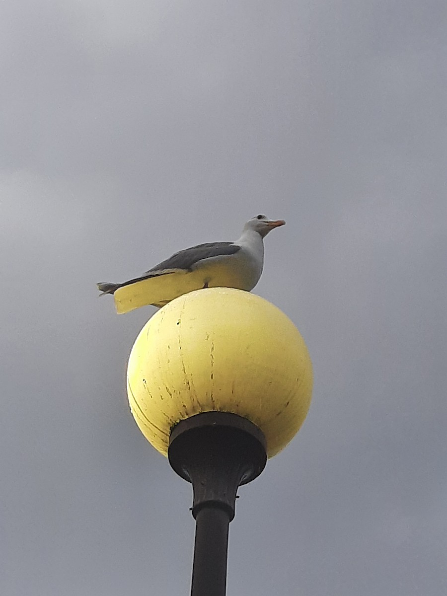 Серокрылая чайка - ML645084974