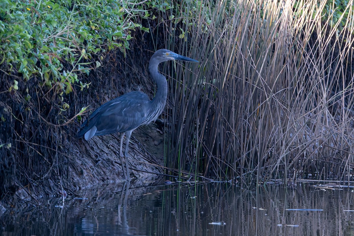 Большеклювая цапля - ML645084975