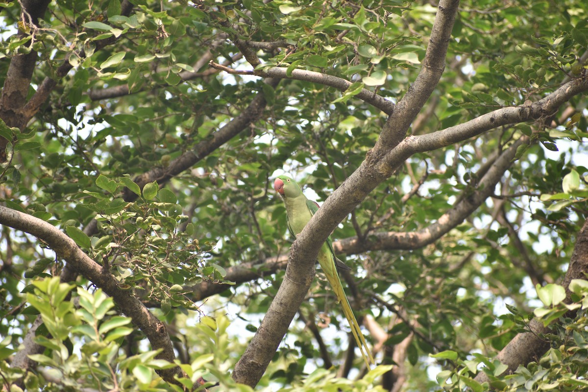 Александрийский попугай - ML645084976