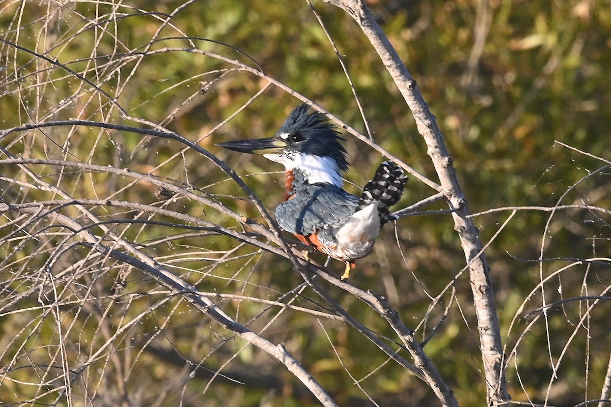 Красногрудый зимородок - ML645084977