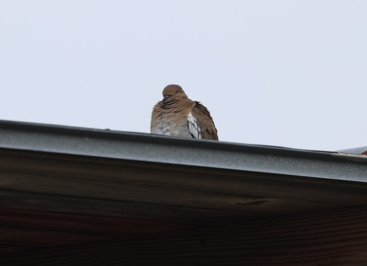 Белокрылая горлица - ML645084978