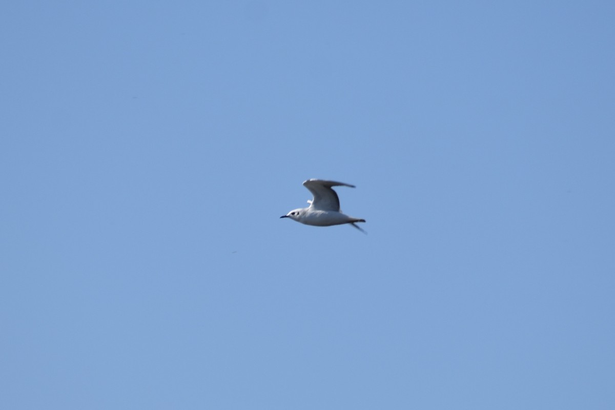 Бонапартова чайка - ML645084981