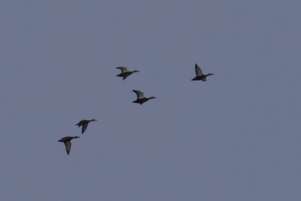 Американская кряква - ML645084982