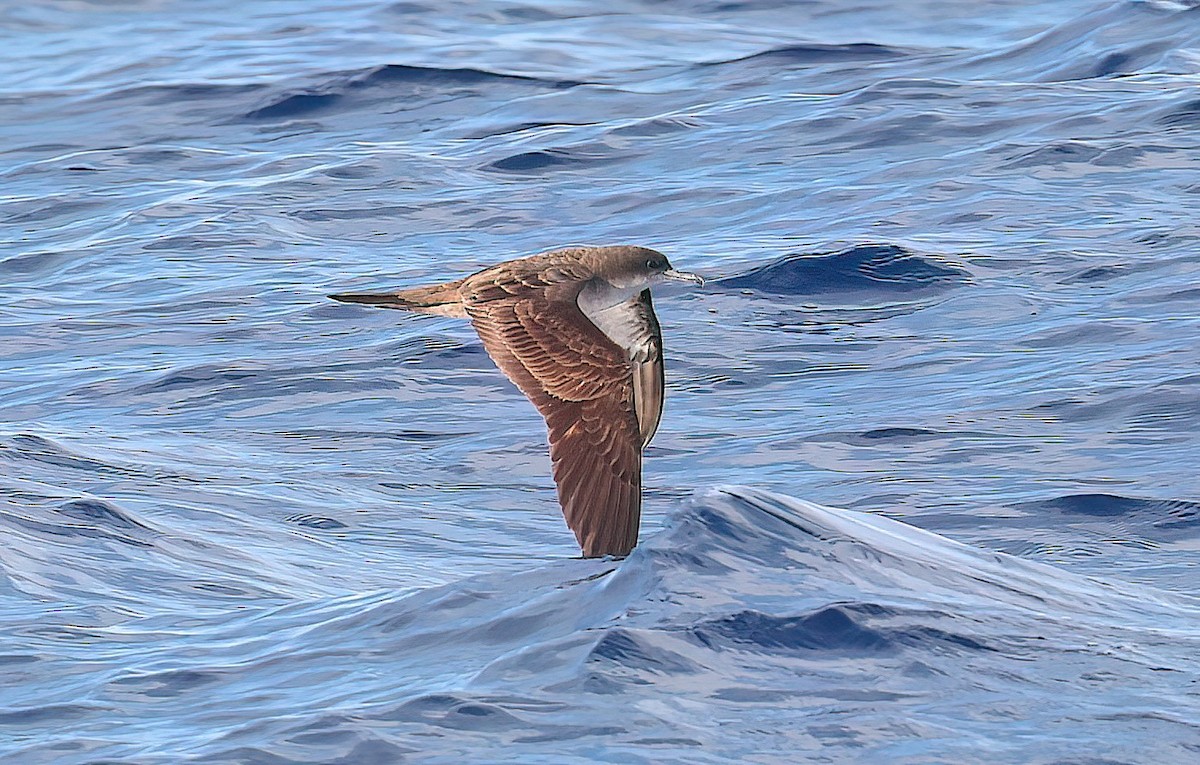 Клинохвостый буревестник - ML645084984