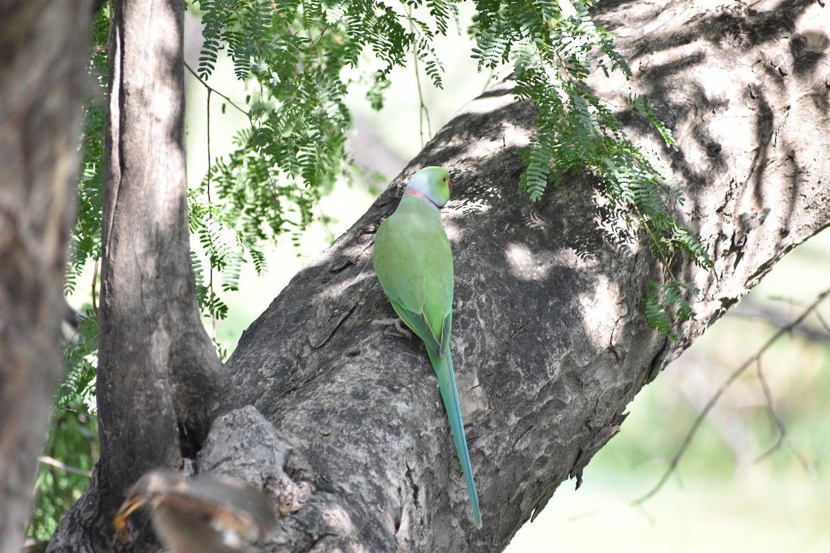 Попугай Крамера - ML645084986