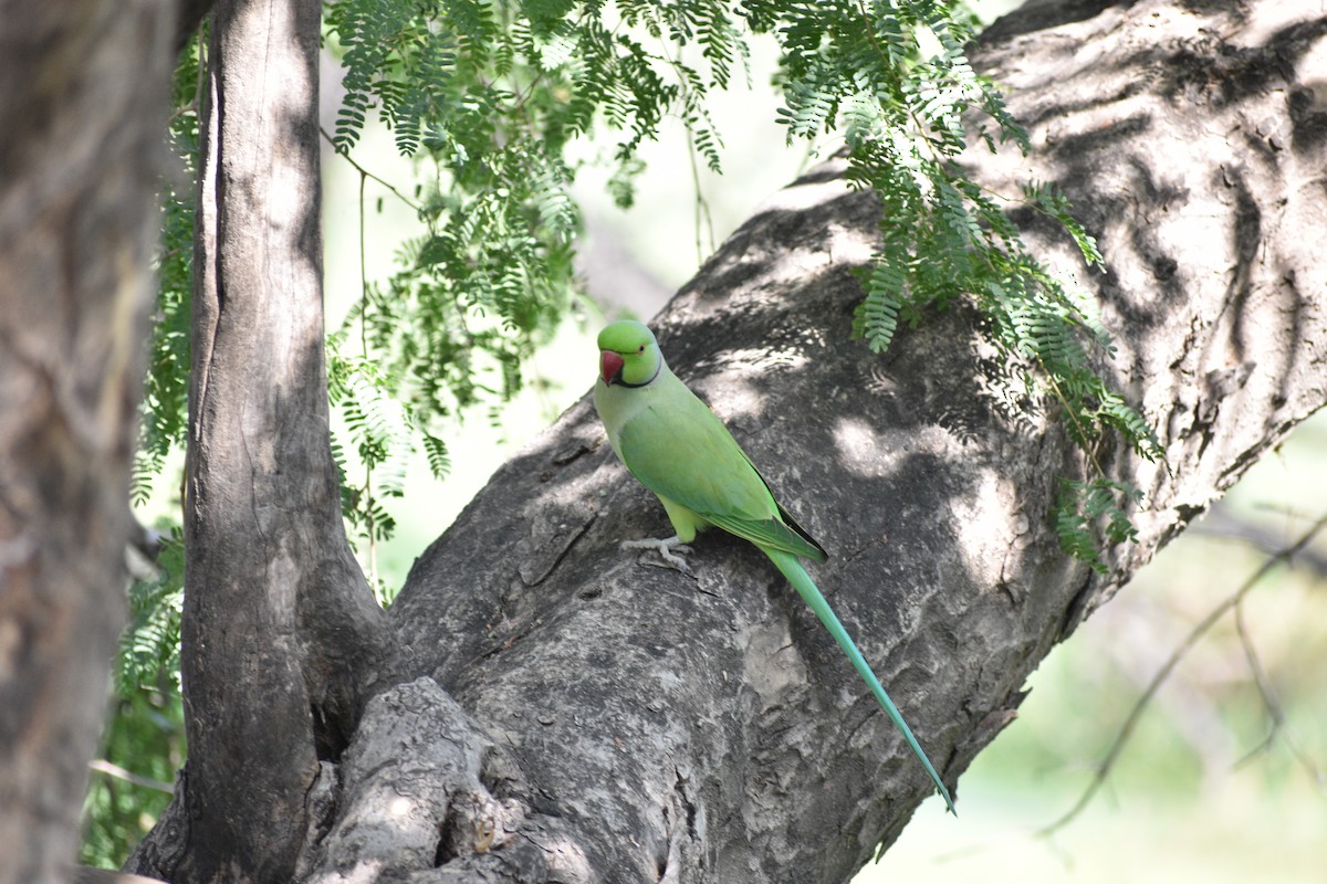 Попугай Крамера - ML645084987