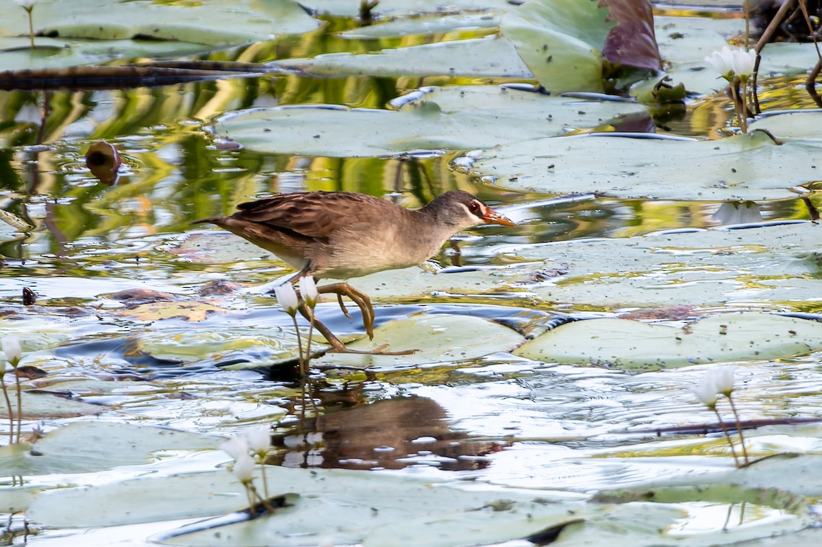 Râle cendré - ML645084990