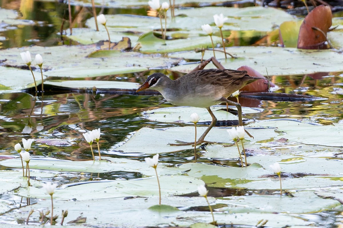 Râle cendré - ML645084991