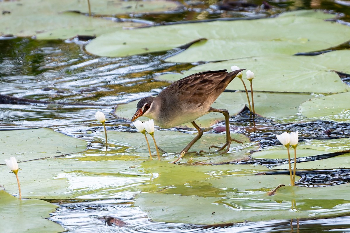 Râle cendré - ML645084992