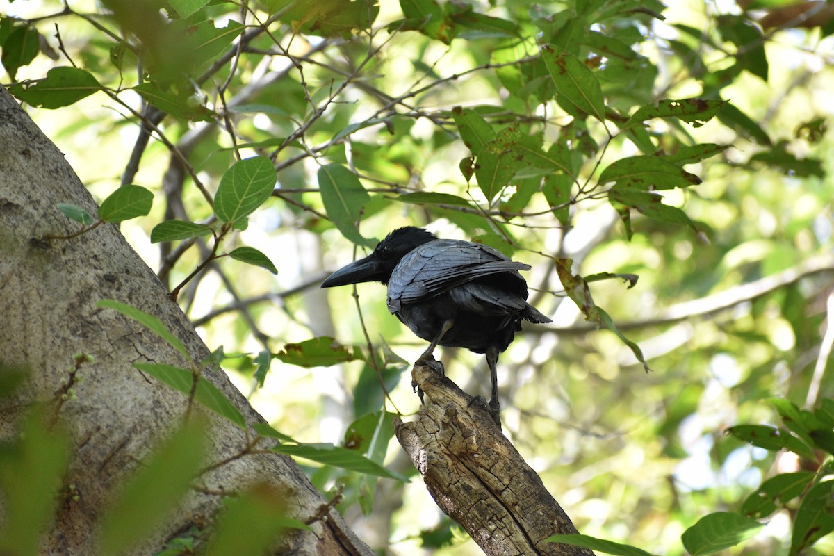 Large-billed Crow - ML645085009