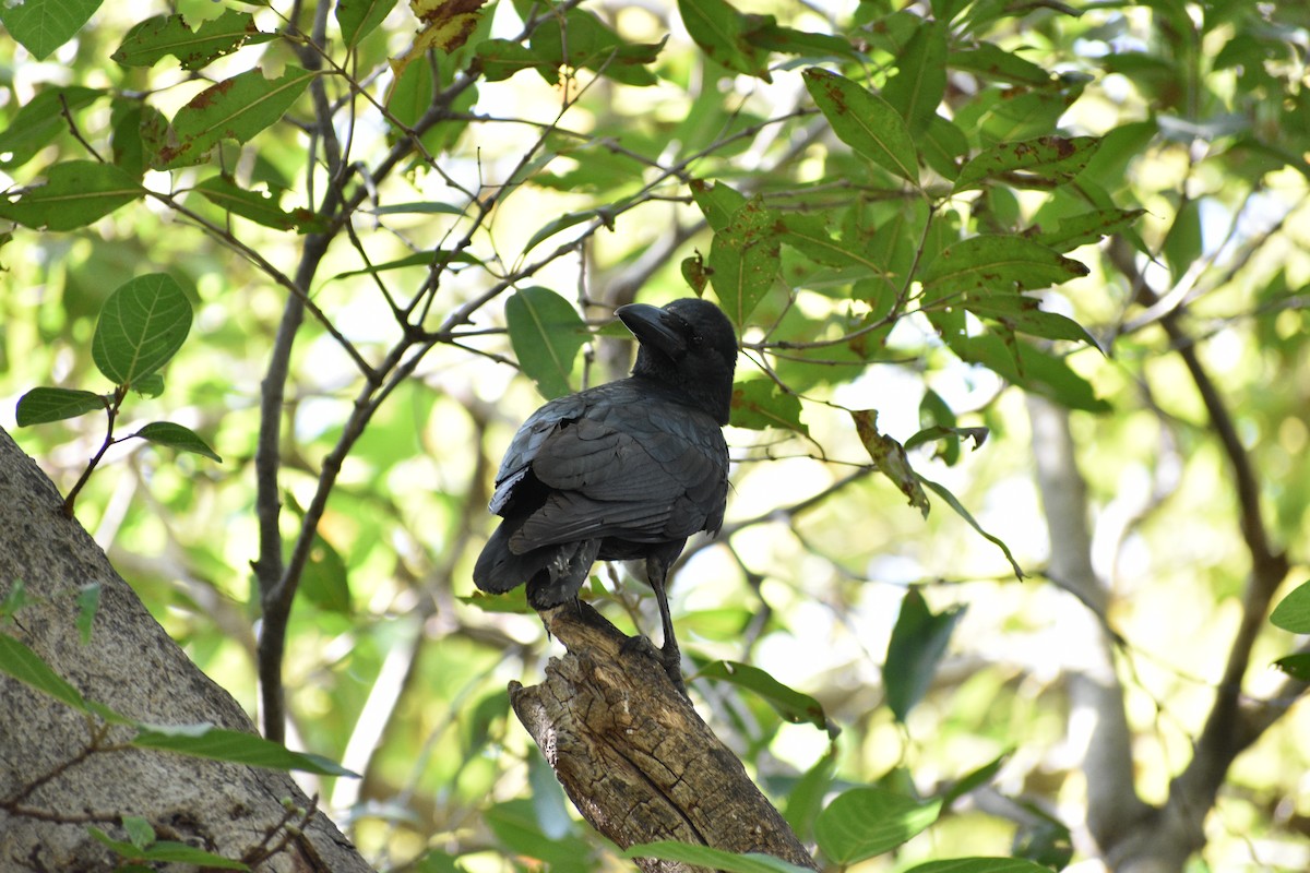 Large-billed Crow - ML645085010