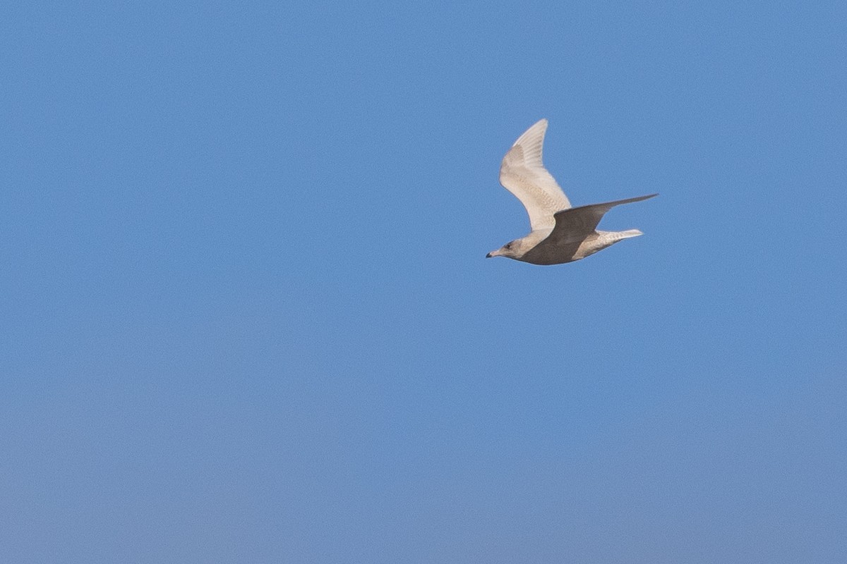 Gavión Hiperbóreo - ML645085013