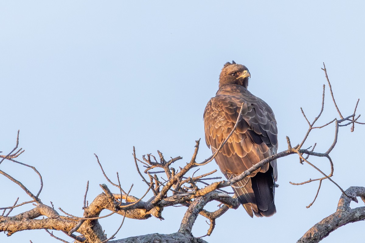 Wahlberg's Eagle - ML645085014