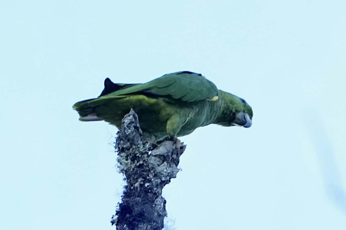 Scaly-naped Amazon - ML645085021