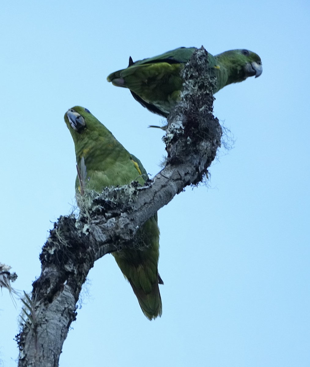 Scaly-naped Amazon - ML645085022