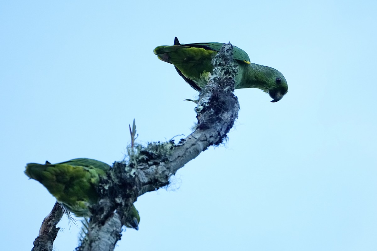 Scaly-naped Amazon - ML645085023