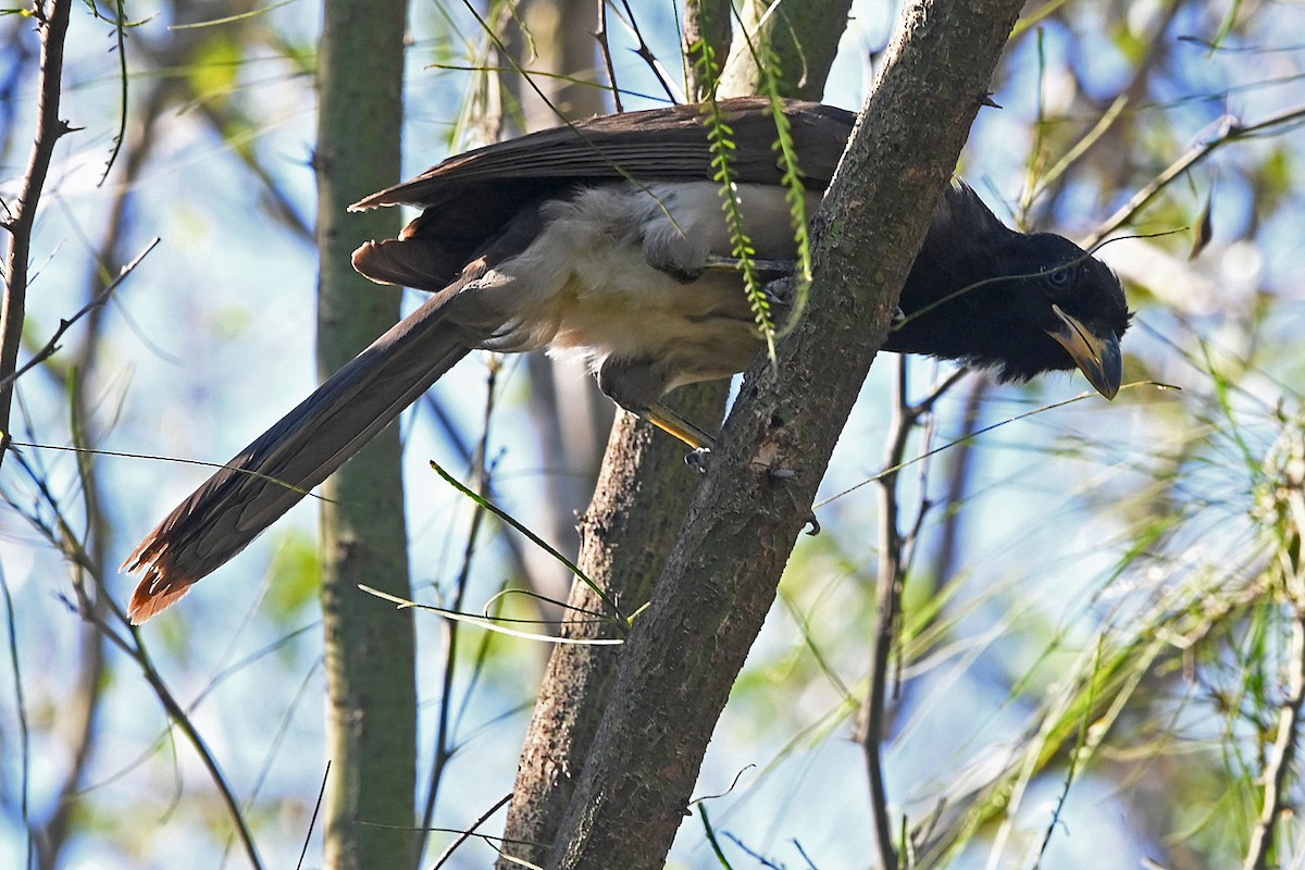 Brown Jay - ML645085031