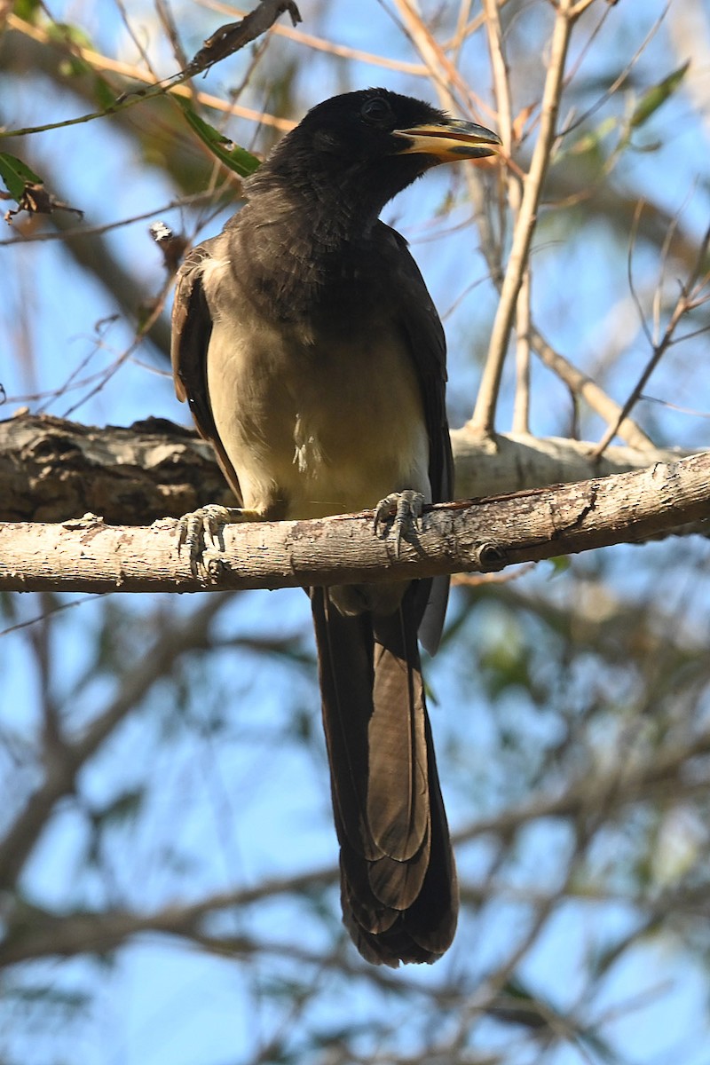 Brown Jay - ML645085032
