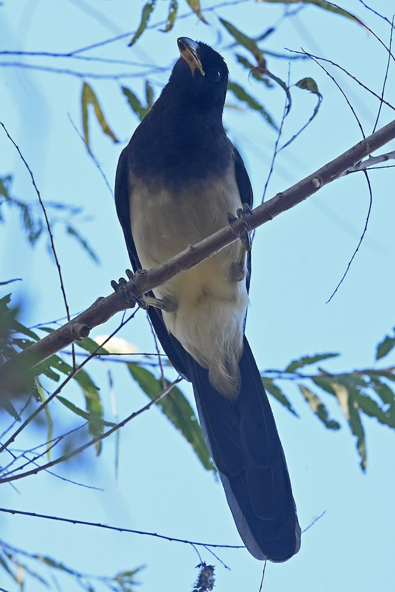 Brown Jay - ML645085035