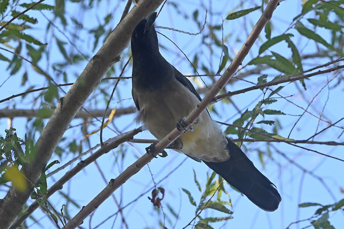 Brown Jay - ML645085036