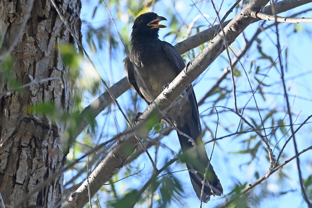 Brown Jay - ML645085037
