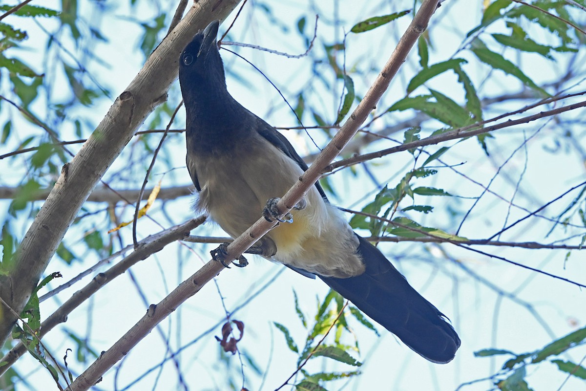 Brown Jay - ML645085038