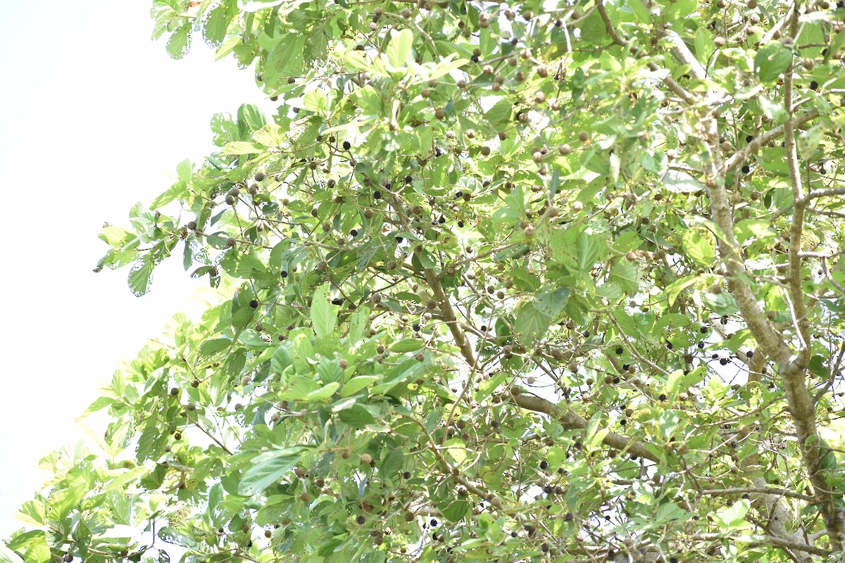 østsanger - ML645085050