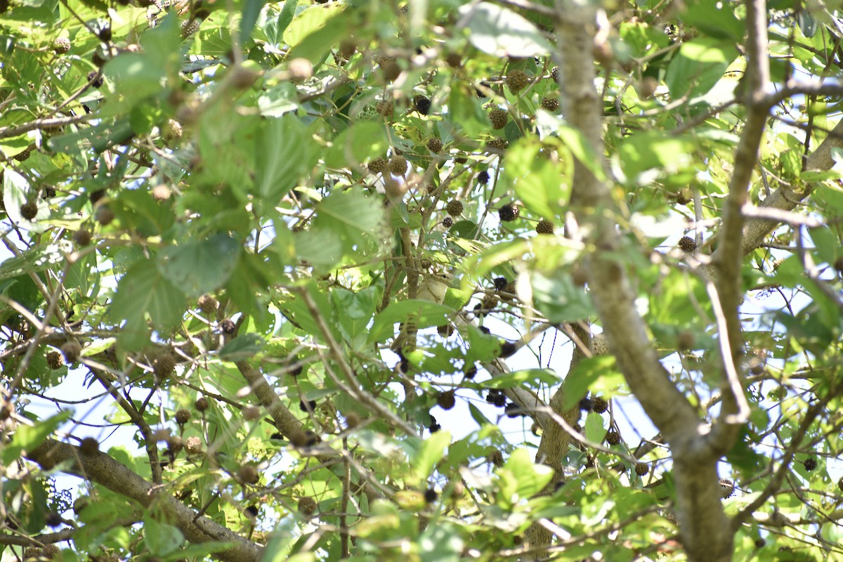 østsanger - ML645085051